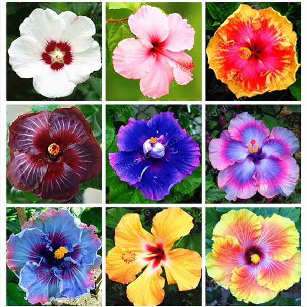 

50pcs/bag Mini Hibiscus Flower Seeds Hibiscus Seed Bonsai Flower Chinese Rose Seeds MIX Colors to Choose Plant for Home Garden