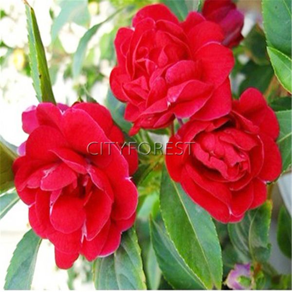 

100 красный двухместный Камелия Бальзамин недотрога Бальзамин Камелия Баалшамина