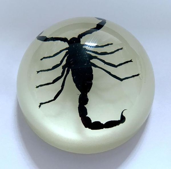 

vintage scorpion striking lucite dome jewelry desk insect, Black