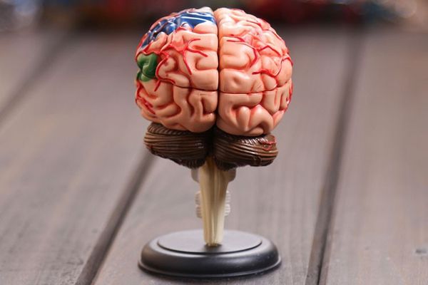 

wholesale- 4d master human brain model structure model assembled anatomy dimensional model 32pcs set ing