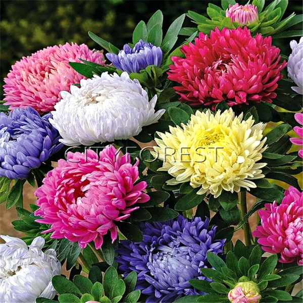 Aster Seeds Pot /& Patio Mix Short Aster 100 Seeds
