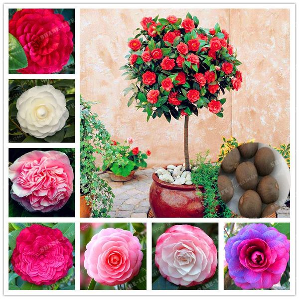 

Sementes framedpainting