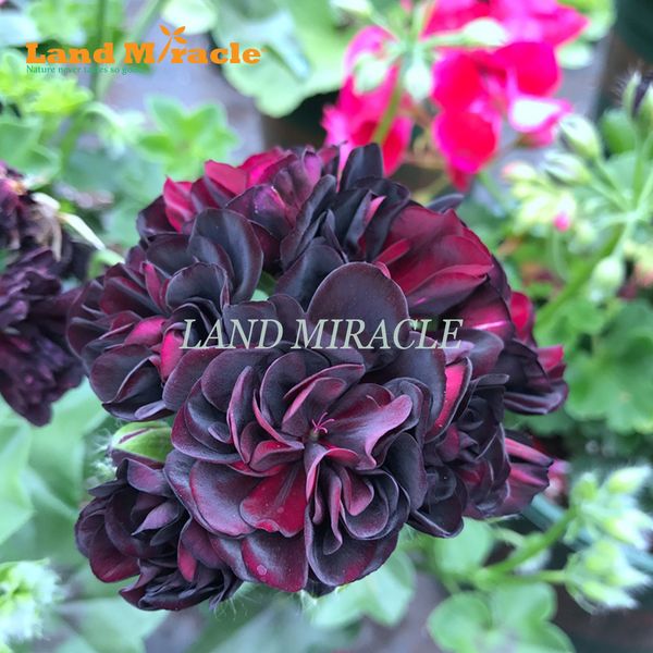 

Редкие семена герани Черная роза пеларгония многолетние семена цветов выносливо