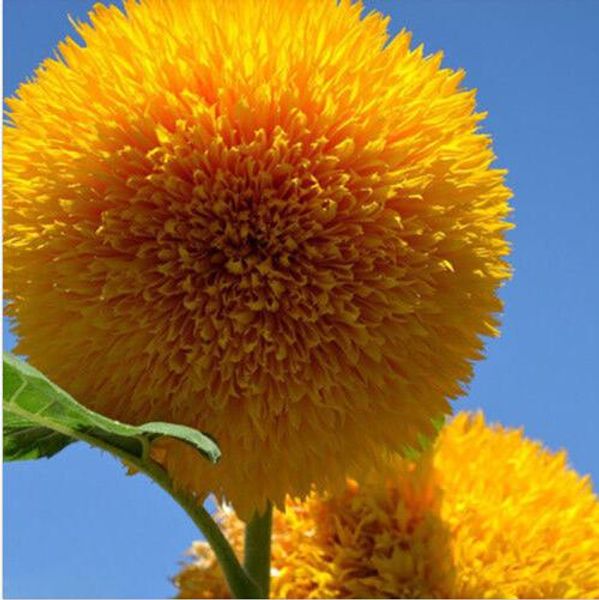 

15 Seeds Teddy Bear Sunflower Seed Semi Dwarf Helianthus Garden Beautiful Flower Seeds