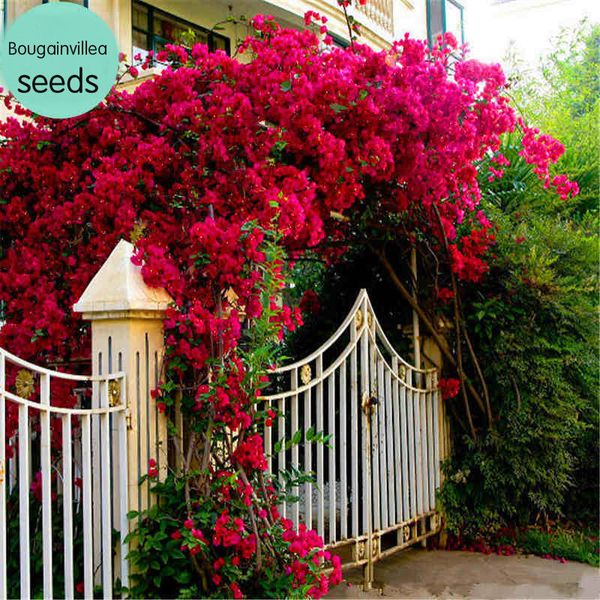 

20/pcs outdoor potted Bougainvillea vines climbing plants Bougainvillea flower seed seed seed seedlings to double three leaf plum flowers al