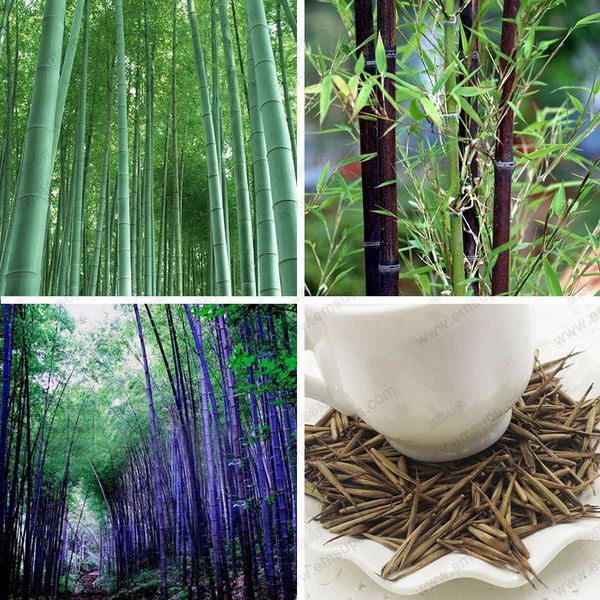

2 вида действительно бамбуковых семян, Чтобы выбрать зеленый фиолетовый и черный