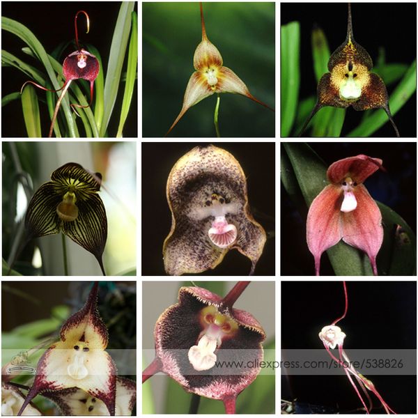 

Цветочные горшки плантаторы красивая обезьяна лицо орхидеи семена несколько сортов бонсай семена растений для дома сад 20 шт Семена