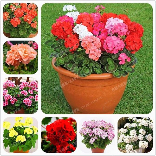 

100 шт. многоцветный одностворчатые семена герани многолетние семена цветов пелар