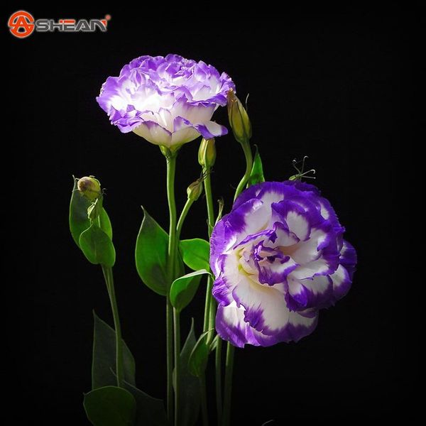 

Purple Eustoma Seeds Perennial Flowering Plants Potted Flowers Seeds Lisianthus Multicolor for DIY Home & Garden - 100 PCS