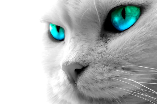 Acheter Yeux Bleus Chat Blanc Animal Diy 5d Point De Diamant Rond 3d Outils De Point De Diamant Kit Diamant Mosaïque Room Decor De 1187 Du