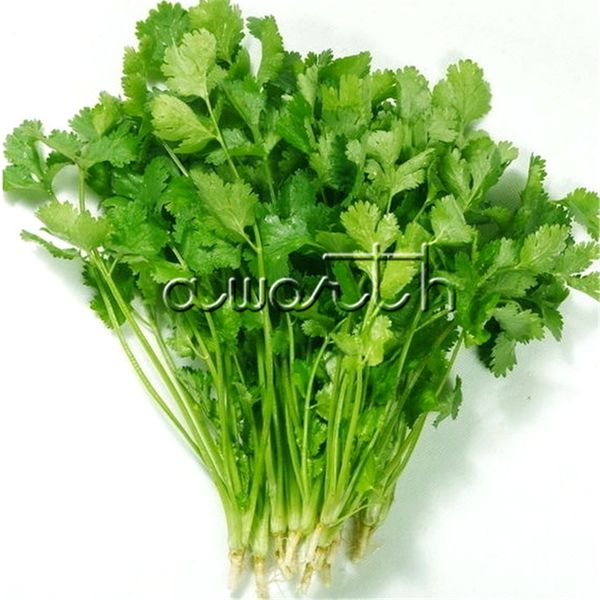 

Coriander Cilantro Coriandrum sativum NON-GMO Herb 200 семян Для посадки легко растущих фамильных овощных