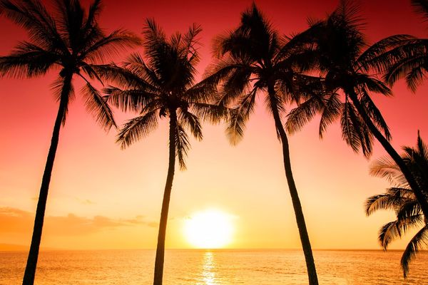 Palm trees sunset beach fotografia fundo belo céu vermelho anoitecer paisagem férias de verão foto do casamento backdrops cenário cênico