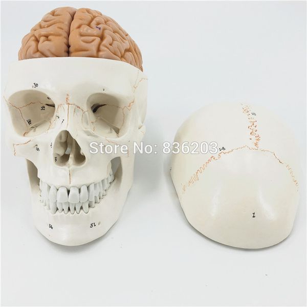 

wholesale- human life size numbered skull with brain model anatomy skeleton veterinary anatomical brain anatomia science exploded skull