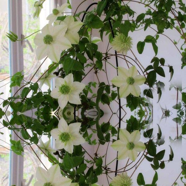 

300 шт Ломонос семян патио и сад балкон горшечных зеленые растения зеленый клемати