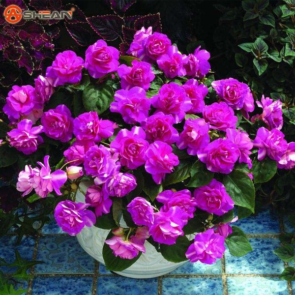 

Пакет 20 шт. фиолетовый Univalve герани семена многолетних цветочных семян пеларгония