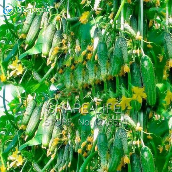 

Green Vegetables Seeds Dutch Cucumber Cuke Seeds - 20 seeds Mini Fruit Cucumbert