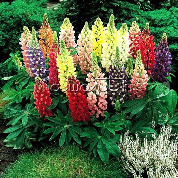 

Люпин цветок 25 семена / мешок смешанный цвет Люпин многолетние цветок энергичный