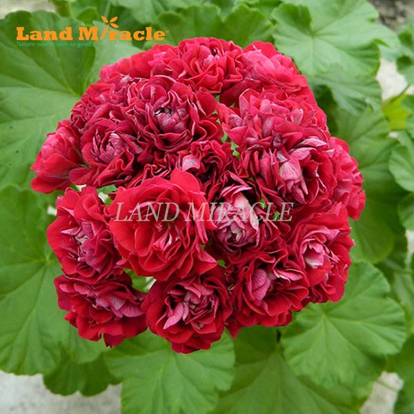 

Sementes landmiracle