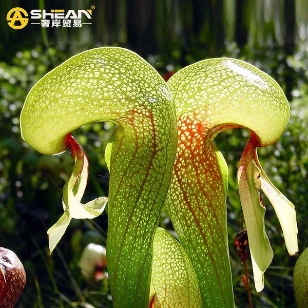 

Sementes framedpainting