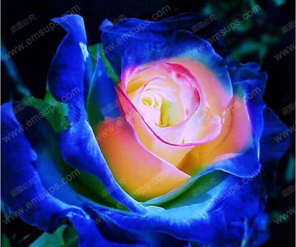 Acheter Rare Japonais Rose Rose Graines Bonsaï Fleur Graines Belle Plante Roses En Pot Graines De Fleurs De 1105 Du Framedpainting Dhgatecom