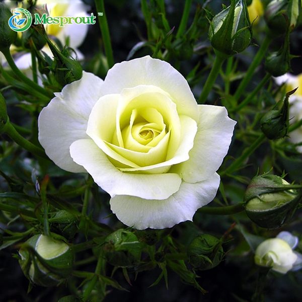 Acheter Chine Rare Blanc Rose Fleur Graines Diy Maison Jardinage Fleur En Pot Plante Balcon De 503 Du Beautifuldresschina Dhgatecom