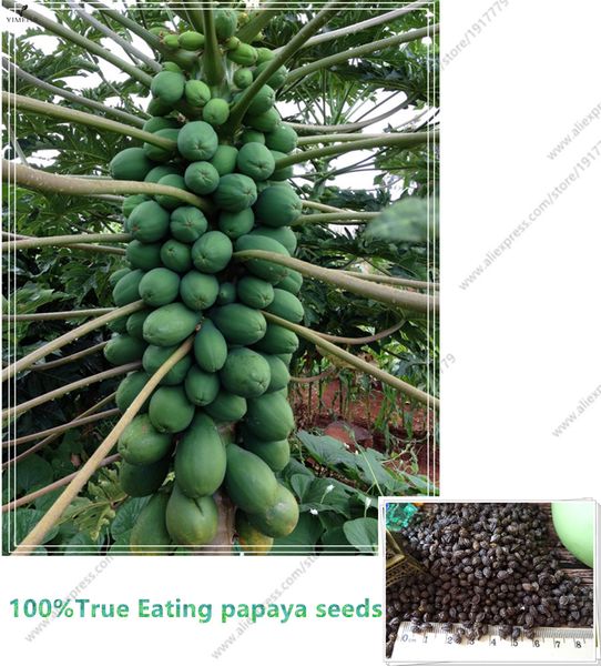 

100% настоящие семена папайи(Carica papaya). карлик органические сладкие семена папайи в бонсай, 15 шт. / пакет редкие семена фруктов съедобные Карика папайя