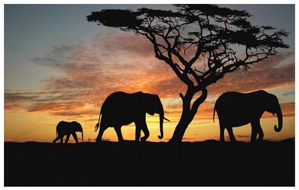 

дикие животные слон wall art ручной печатной картины маслом на холсте печати декоративные картины для комнаты