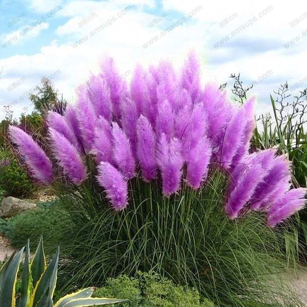 

New Rare Purple Pampas Grass Seeds Ornamental Plant Flowers Cortaderia Selloana Grass Seeds 500 Pieces / Lot