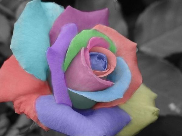 

новое прибытие горячая продажа радуга роуз семена *100 шт семена в упаковке* бесплатная доставка садовые растения