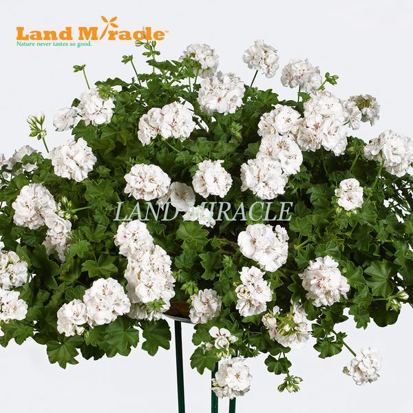 

Белый Appleblossom герань многолетние семена цветов, 5 семян, редкие большие цветет пеларгония Hortorum для садовых растений