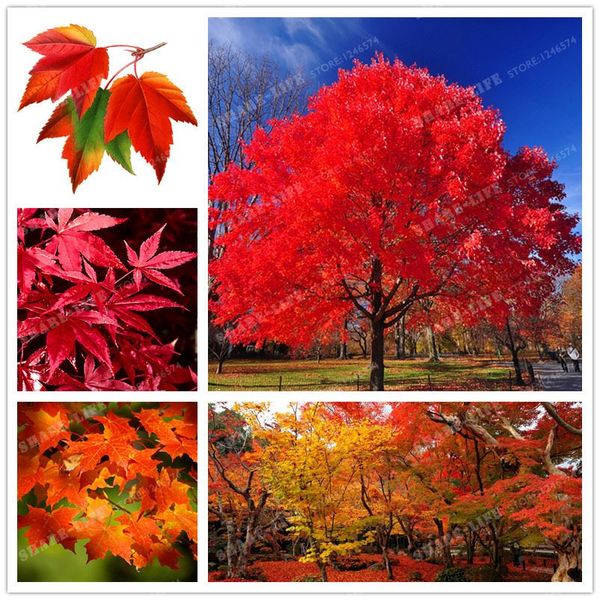 

Настоящий японский Красный призрак клен бонсай семена, 20 семян / пакет, Acer palmatum atrop