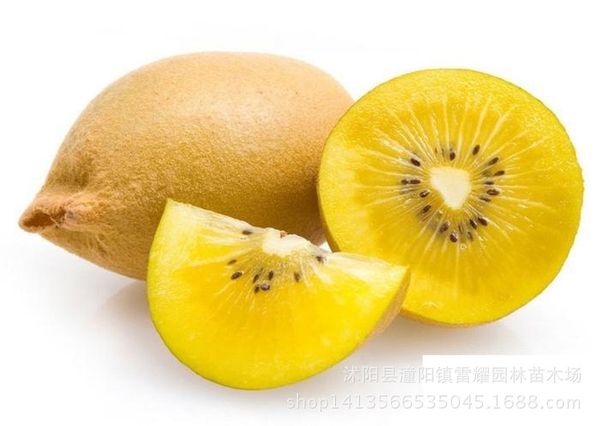 Kiwi Sorte Gelb 200 Saatgut Seeds