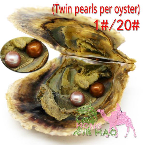 Twins Oyster Confezione sottovuoto 6-7mm4A Round Pearl Oyster Dyed Edison Freshwater Pearls Splendidamente presentato in Oyster Shell