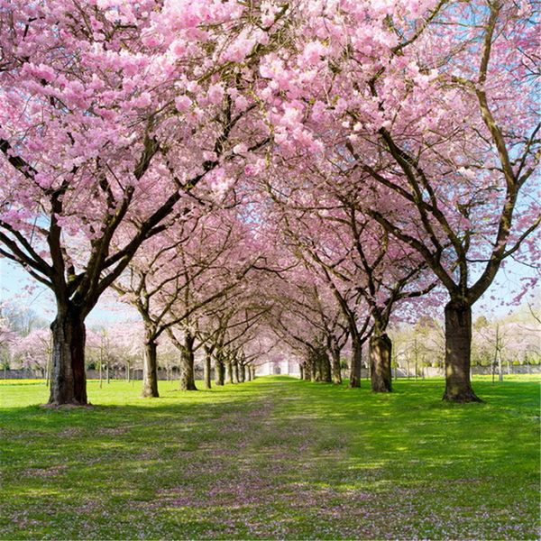 Fotografia Primavera Flores Scenic casamento Backdrops Pink Cherry Blossom Trees verde Pastagem Crianças Outdoor 10x10ft Background