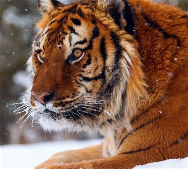 

new diy diamond painting cross stitch kits resin pasted painting full round drill needlework mosaic home decor animal mighty tiger yx0774