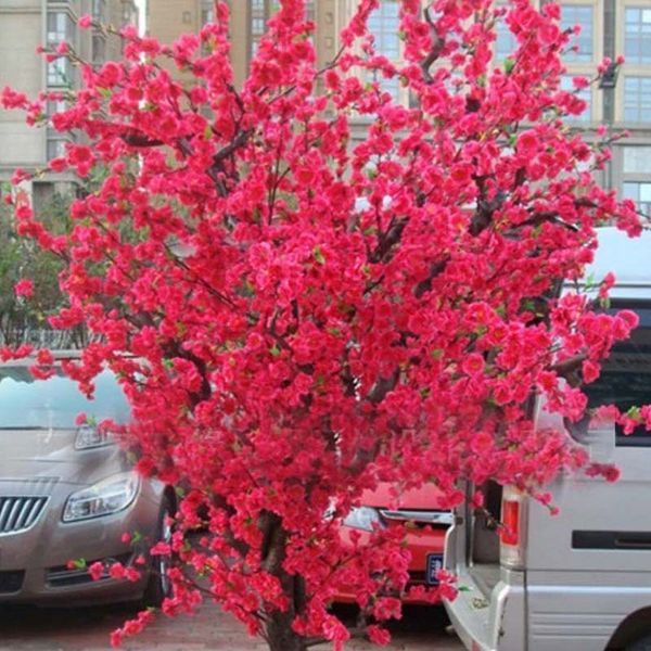 

10 PCS Red Japanese cherry blossoms Seeds Courtyard Garden Bonsai Tree Seeds Small Sakura Tree Seeds Mixed Colors