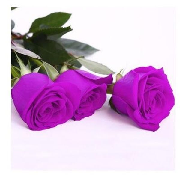 

Sementes elegantdresses