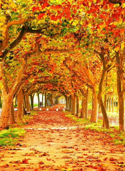 Herbst-Fotografie-Hintergrund, orange Ahornblätter, Bäume, lange Straße, Herbst, malerische Tapete, Studio, fotografischer Hintergrund, Outdoor-Fotohintergründe