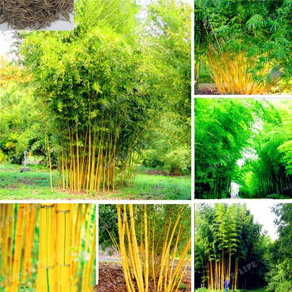 

Sementes framedpainting