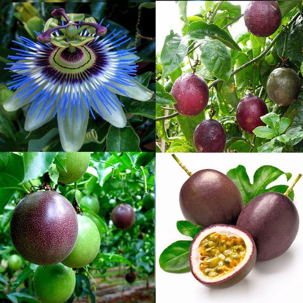 

20 семян / упак., сахар PASSIFLORA CAERULEA тропический Маракуйя семена, редкие экзотические