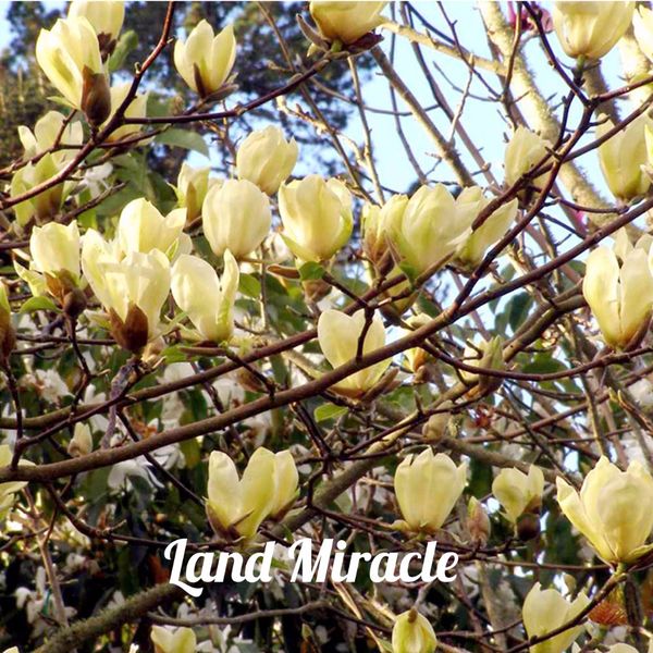 

Sementes landmiraclechina