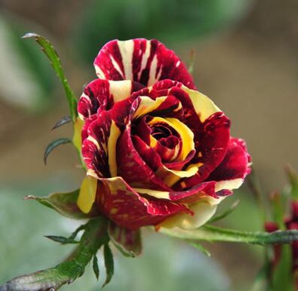 

Sementes elegantdresses