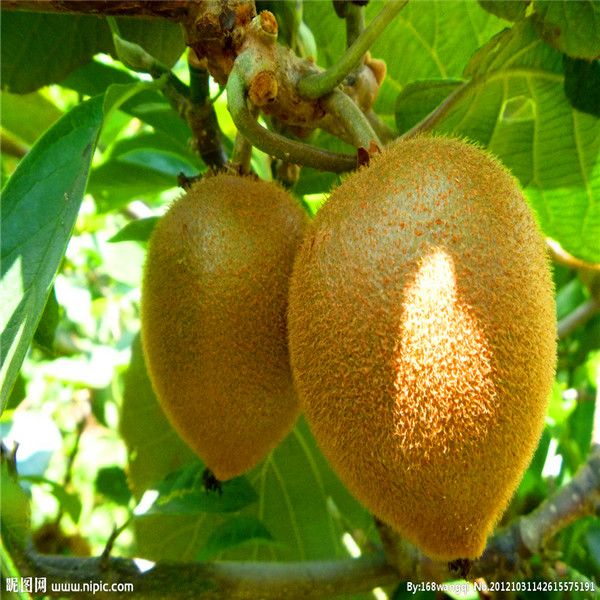 

30шт Kiwi фруктовые семена, Таиланд Mini Kiwi Fruit Seeds flower, растения бонсай, вкусные мини-ки