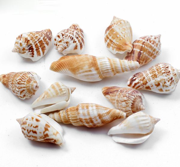 30pcs Shiping Free Multi Größen Natural Shell Conch DIY Aquarium Aquarium Decor oder Hausgarten Micro Landschaft Dekoration