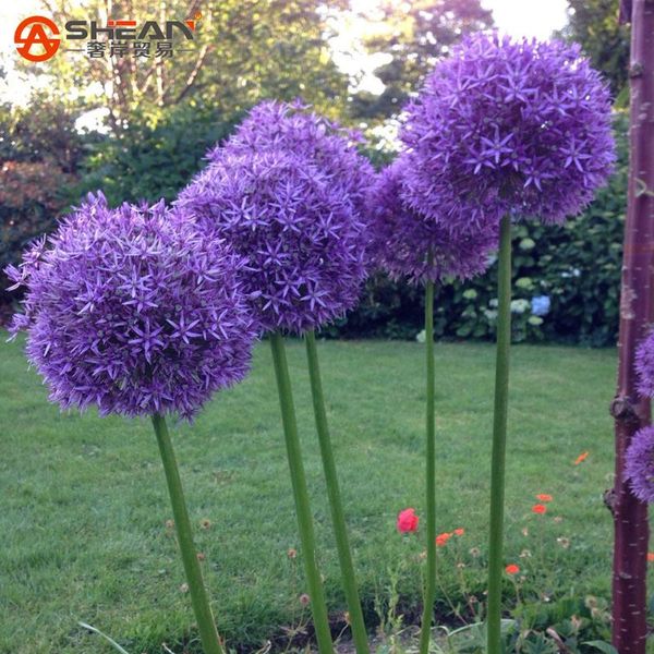 

Редкий фиолетовый гигантский Allium семена цветов терраса сад многолетние цветочны