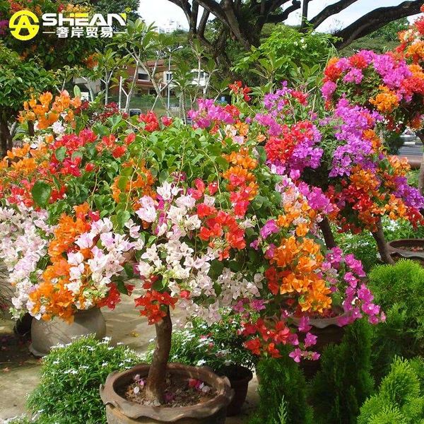 

Лучшие продажи цветных бугенвилийских спекуляций Willd Seeds Bonsai Plant Flower Seeds Многолетн