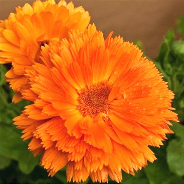 

Orange Calendula Flower 200 Seeds Pot marigold Fragrant Easy-growing DIY Home Garden Bonsai Container Landscape Long Flowering Plant
