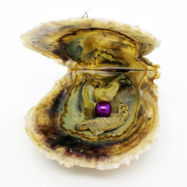Vakuumverpackte Auster im Großhandel, Akoya-Salzperlen-Auster, perlgefärbte runde 6-7 mm große Perlenfarbe ist #18 lila
