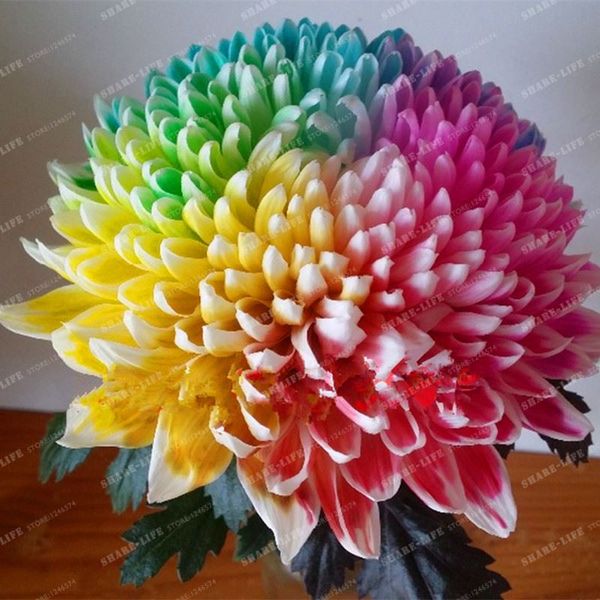 100 STÜCKE Regenbogen Chrysantheme Blumensamen seltene farbe Hausgarten TOP