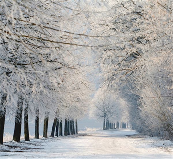 Landstraße Winter Stoffhintergründe Fotografie Schöne weiße schneebedeckte Bäume Malerische Fotostudio-Requisiten Kulissen 10x10ft